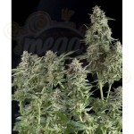 PYRAMID SEEDS - Auto Northern Lights