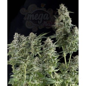 PYRAMID SEEDS - Auto Northern Lights