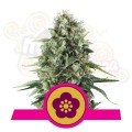 ROYAL QUEEN SEEDS - Power Flower®
