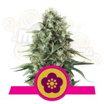 ROYAL QUEEN SEEDS - Power Flower®