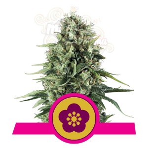 ROYAL QUEEN SEEDS - Power Flower®
