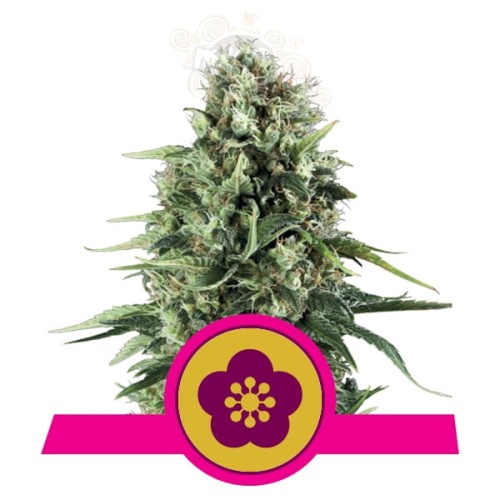 ROYAL QUEEN SEEDS - Power Flower®