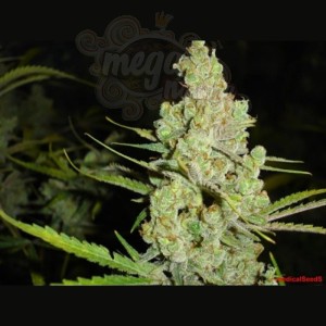 MEDICAL SEEDS - 1024