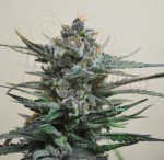 KALASHNIKOV SEEDS - Blue Acid Auto