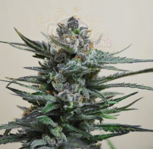 KALASHNIKOV SEEDS - Blue Acid Auto