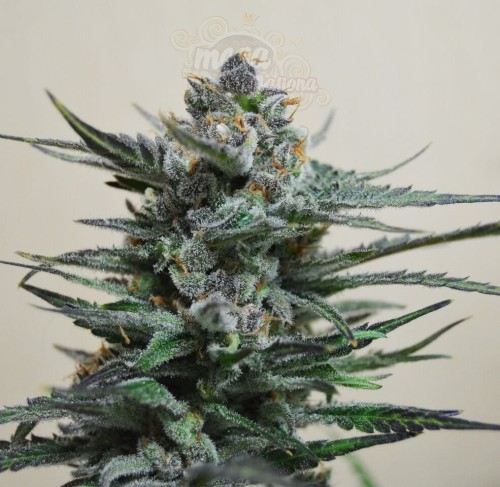 KALASHNIKOV SEEDS - Blue Acid Auto