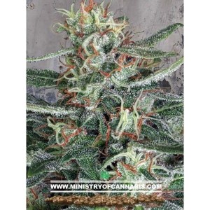 Crystal Cloud - MINISTRY OF CANNABIS
