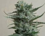 KALASHNIKOV SEEDS - Siberian Haze