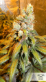 DUTCH PASSION - Bubba Island Kush®