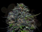 VIP SEEDS - Taison Auto