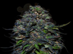 VIP SEEDS - Taison Auto