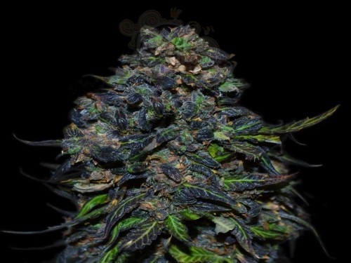 VIP SEEDS - Taison Auto