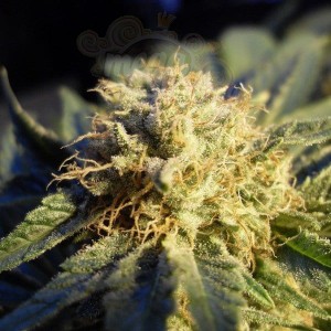 NIRVANA - Blue Mystic Auto