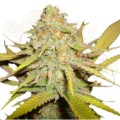 ROYAL QUEEN SEEDS - OG Kush