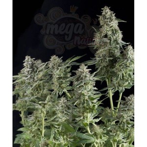 PYRAMID SEEDS - Northern Lights