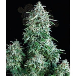 PYRAMID SEEDS - Anubis