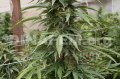 DINAFEM - Strawberry Amnesia