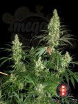 SERIOUS SEEDS - Kali Mist