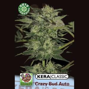 KERA SEEDS - Crazy Bud
