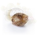 ROYAL QUEEN SEEDS - Critical®
