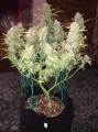 FASTBUDS - Green Crack Auto