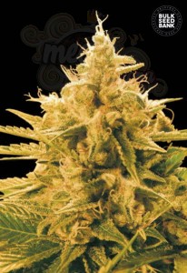 BULK SEED BANK - Ananas Funk