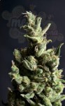 CBD Seeds - Amnesia