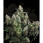 PYRAMID SEEDS - Tutankhamon