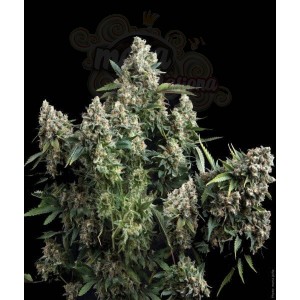 PYRAMID SEEDS - Tutankhamon