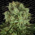 PARADISE SEEDS - Durga Mata II CBD
