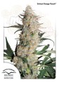 DUTCH PASSION - Critical Orange Punch®