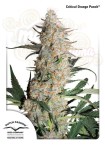 DUTCH PASSION - Critical Orange Punch®