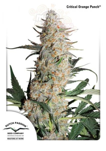 DUTCH PASSION - Critical Orange Punch®
