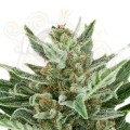 ROYAL QUEEN SEEDS - Easy Bud Auto