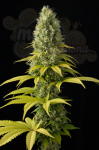 DINAFEM - Shark Shock CBD