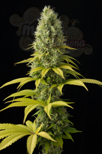 DINAFEM - Shark Shock CBD
