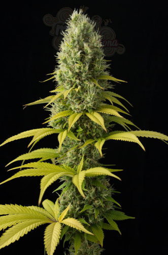 DINAFEM - Shark Shock CBD