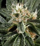 Great White Shark