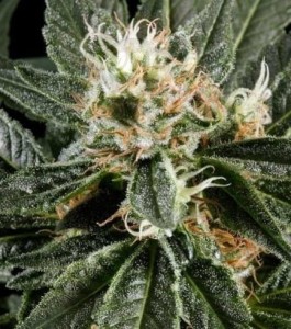 Great White Shark
