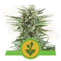 ROYAL QUEEN SEEDS - Easy Bud Auto