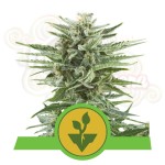 ROYAL QUEEN SEEDS - Easy Bud Auto