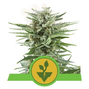 ROYAL QUEEN SEEDS - Easy Bud Auto