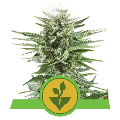ROYAL QUEEN SEEDS - Easy Bud Auto