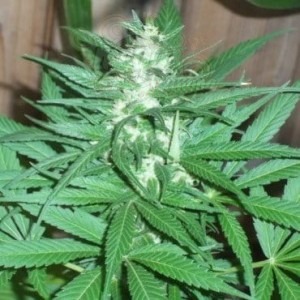KC BRAINS - K.C.39