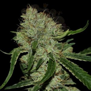 DNA GENETICS - Tangilope