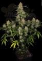DINAFEM - Big Kush