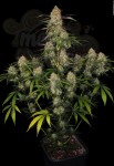 DINAFEM - Big Kush