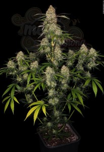 DINAFEM - Big Kush