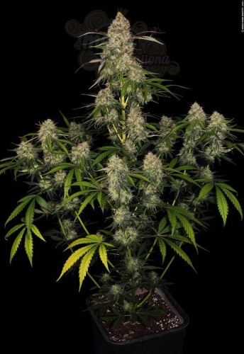 DINAFEM - Big Kush