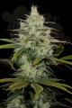 DINAFEM - Cheese CBD